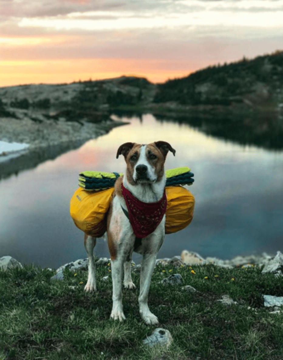 Adventure Dog Loves Hiking And Camping With Rescue Kitten In Colorado