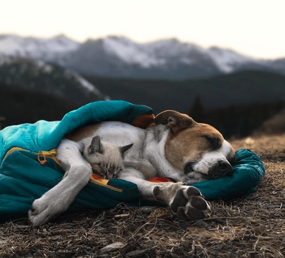 Adventure Dog Loves Hiking And Camping With Rescue Kitten In Colorado