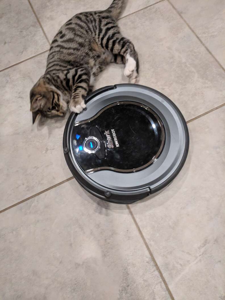 Rescue Kitten Loves Riding Around On Roomba In Hilarious Video The Dodo
