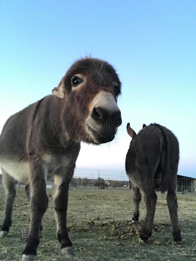 Rescued Donkeys At Texas Sanctuary Fall In Love The Dodo