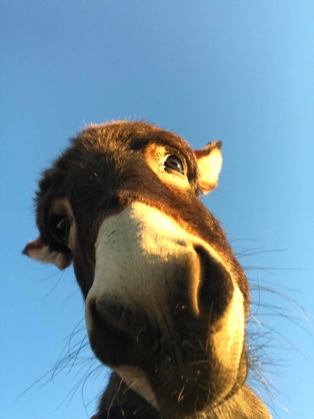 Rescued Donkeys At Texas Sanctuary Fall In Love The Dodo