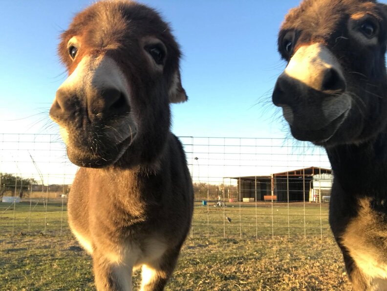 Rescued Donkeys At Texas Sanctuary Fall In Love The Dodo