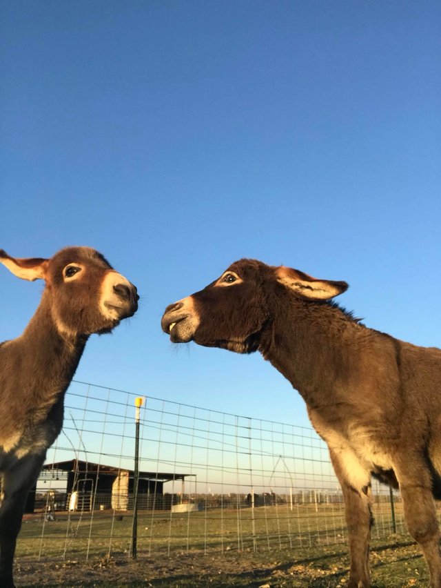 Rescued Donkeys At Texas Sanctuary Fall In Love The Dodo