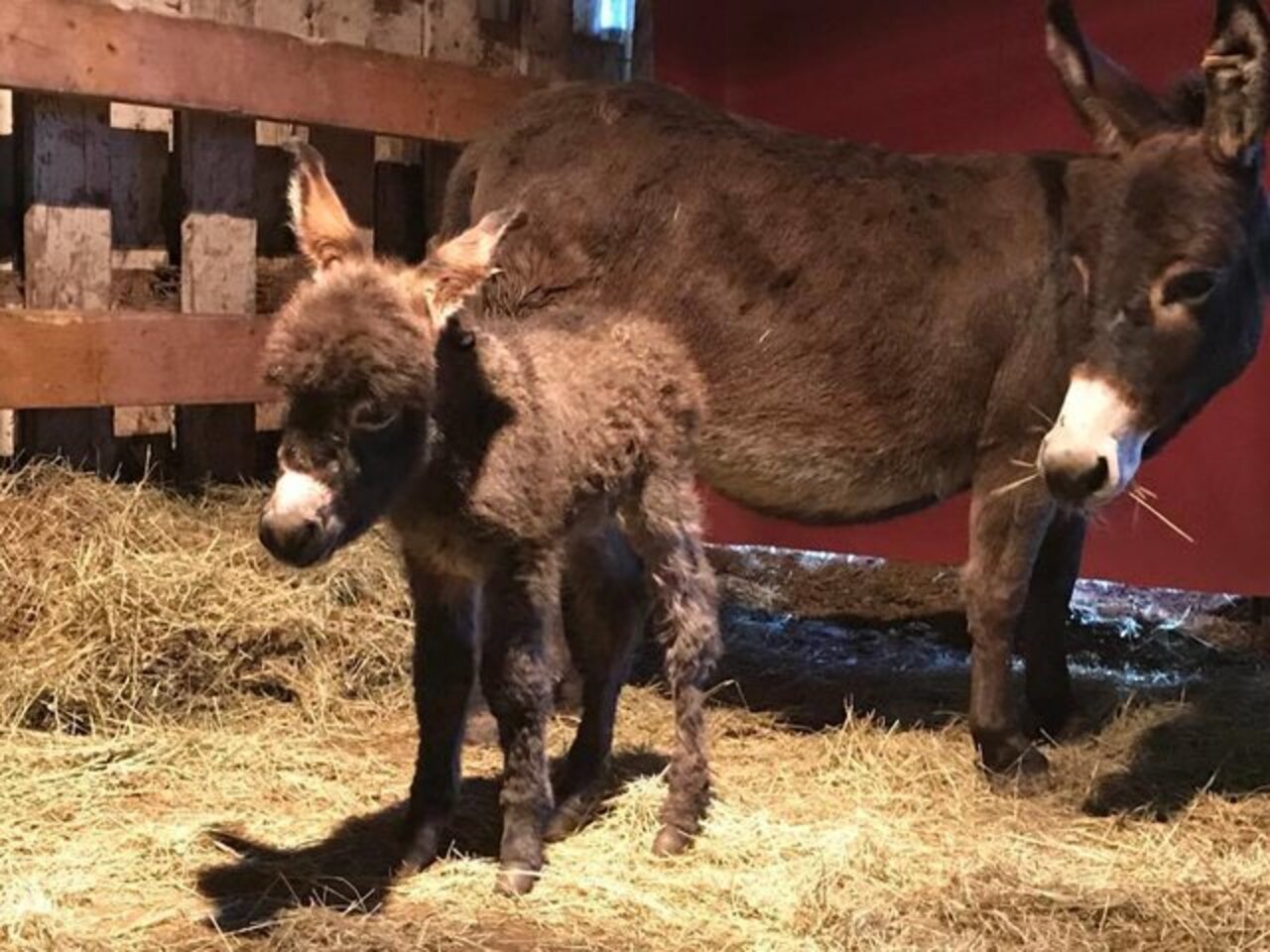 Rescued Donkeys At Texas Sanctuary Fall In Love The Dodo