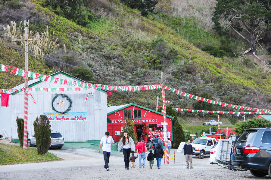 Best Christmas Tree Farms Near San Francisco Thrillist