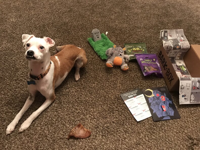 Dog Loves His Toys So Much He Sleeps In Them The Dodo
