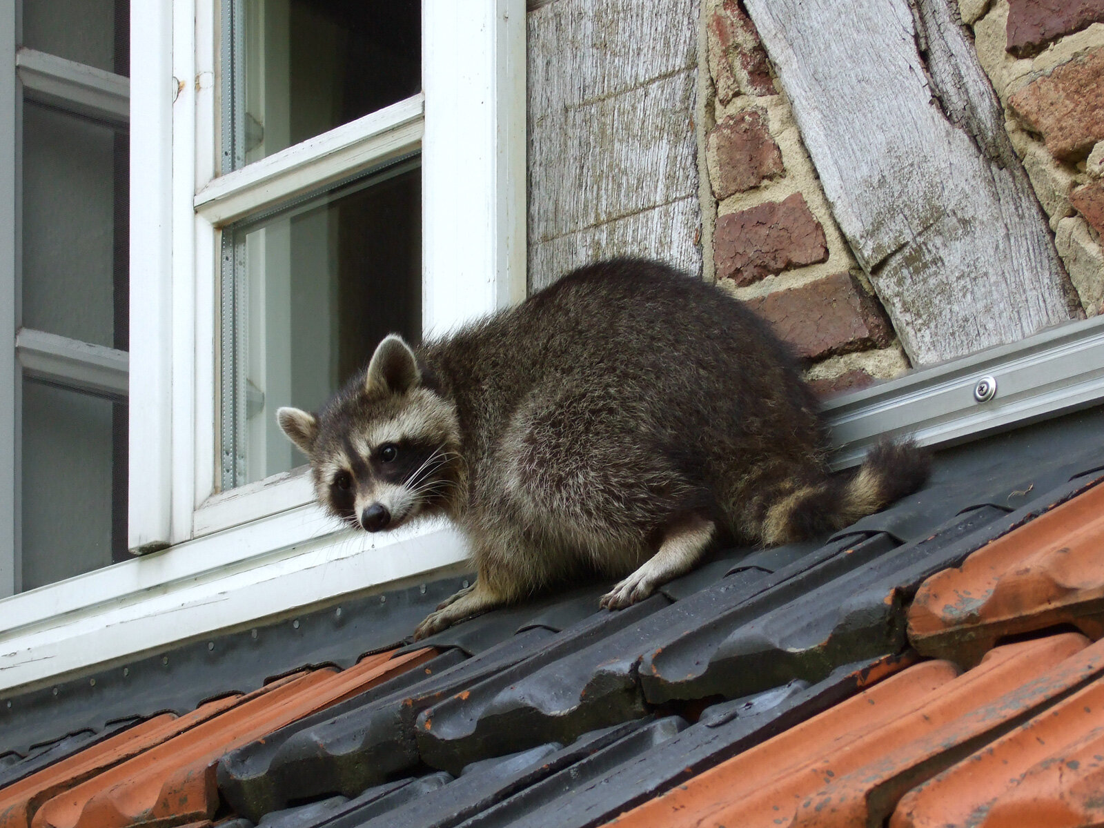 How To Humanely Get Raccoons Out Of Your House The Dodo
