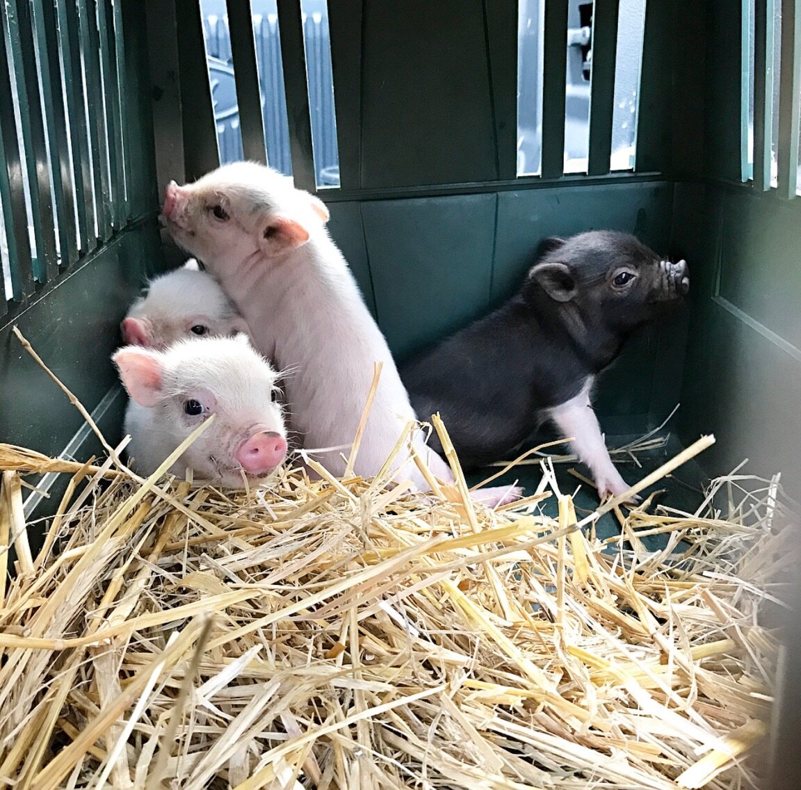 Tiny Rescued Piglet Gets The Best Bedroom At Sanctuary The Dodo