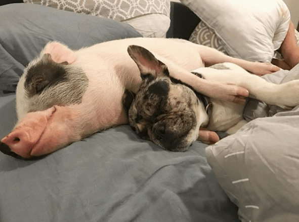 Do French Bulldogs Come From Pigs? Golden Bailey Dogs