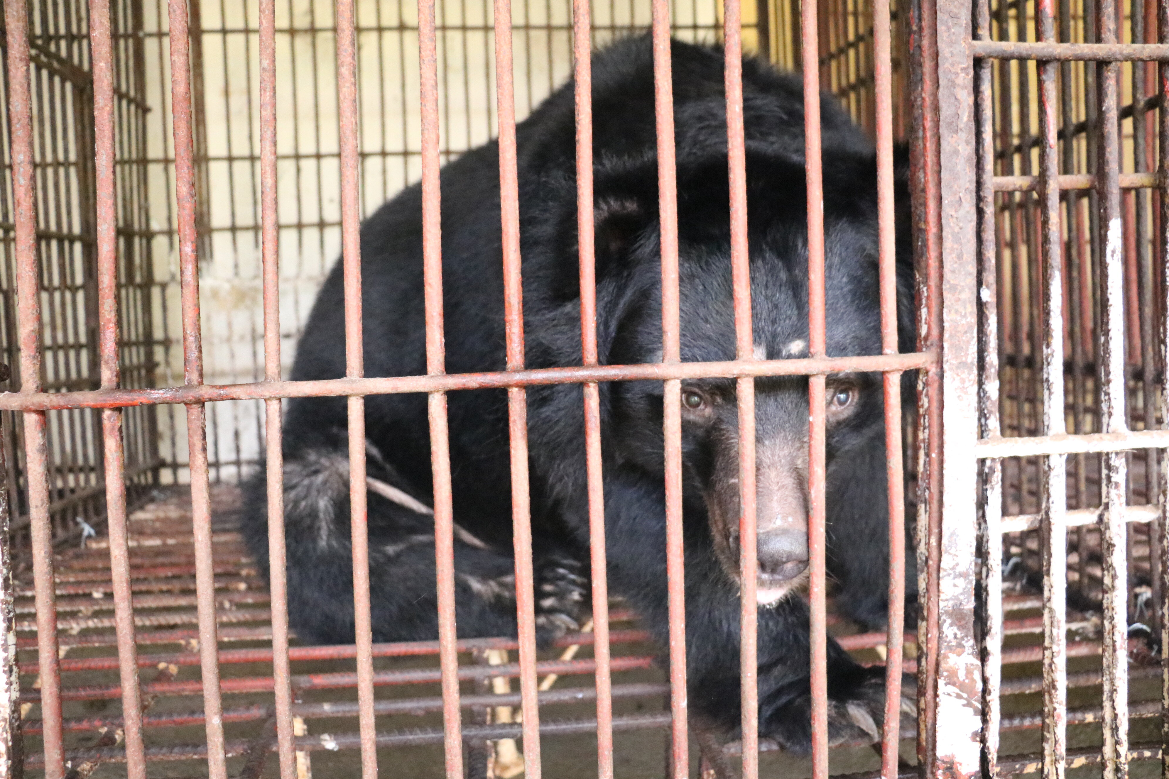 Bears Who Spent 12 Years At Vietnam Bile Farm Just Got Rescued The Dodo
