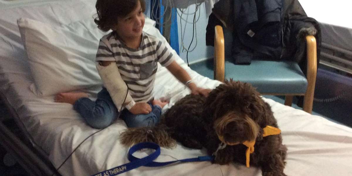 Puppy Mill Survivor Is The Best Therapy Dog Now The Dodo