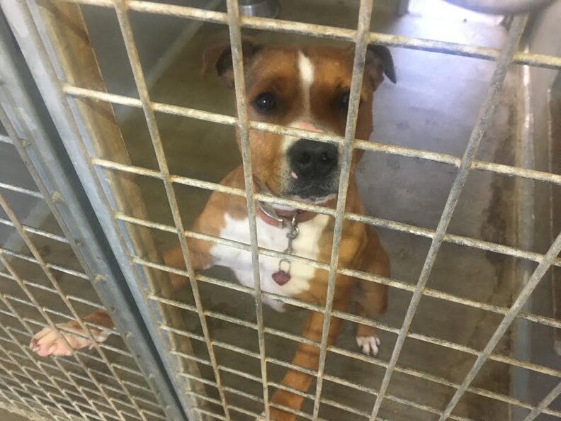 Staffordshire Terrier Has Spent 401 Days at Shelter In England The Dodo