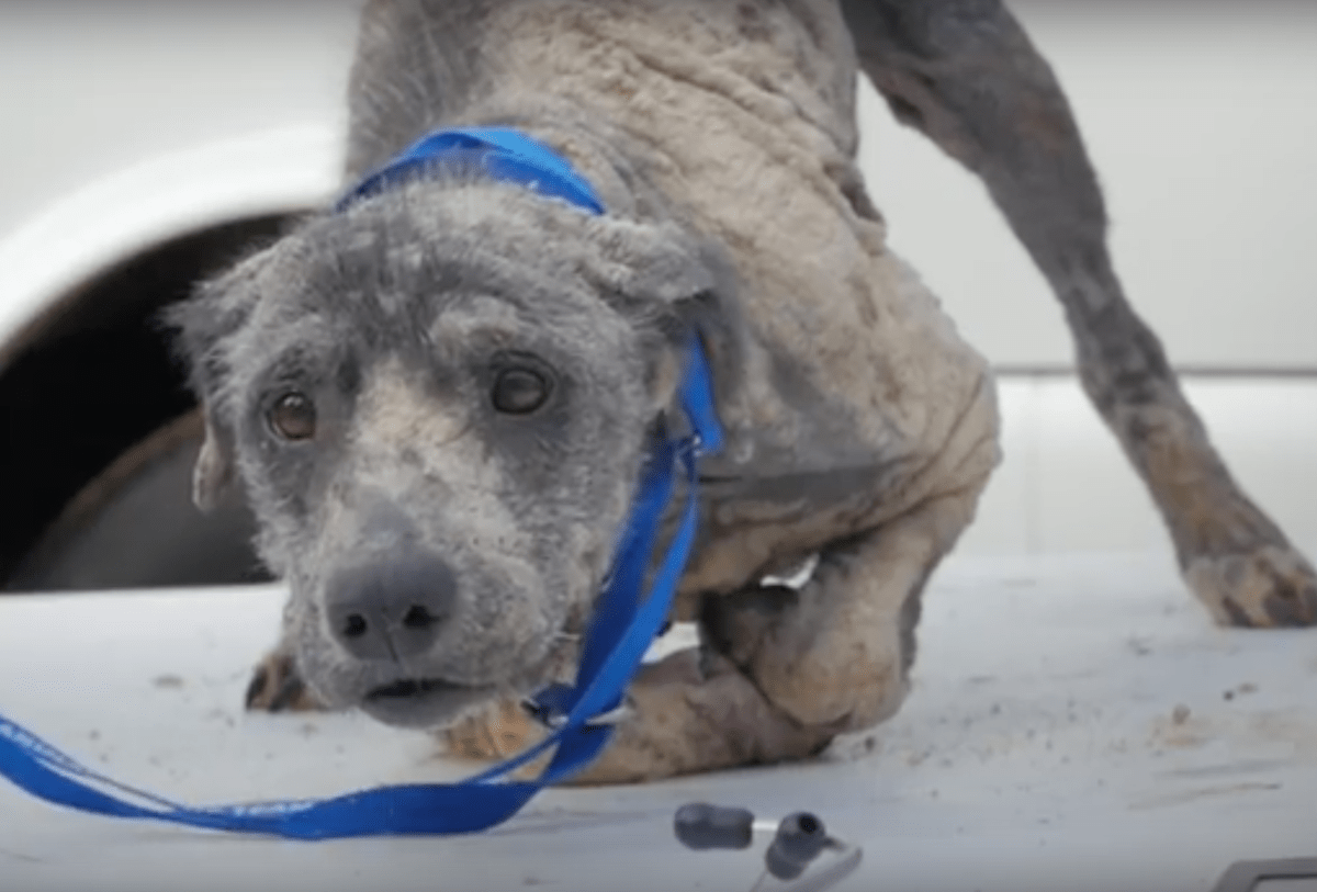 Abandoned Hairless Dog Finds The Perfect Person To Love Her The Dodo