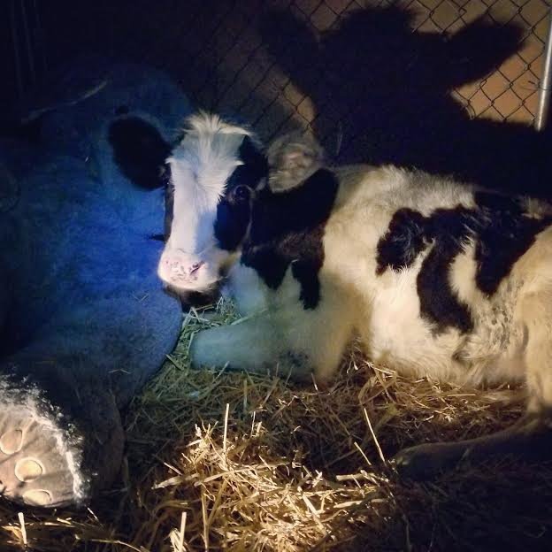People Save Baby Calf With Wobbly Legs From California Auction House