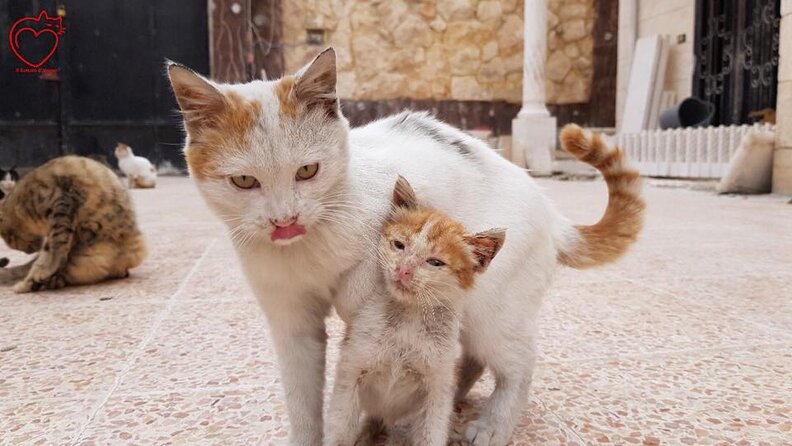 Cat Adopts Orphaned Kitten The Moment She Arrives At Sanctuary - The Dodo