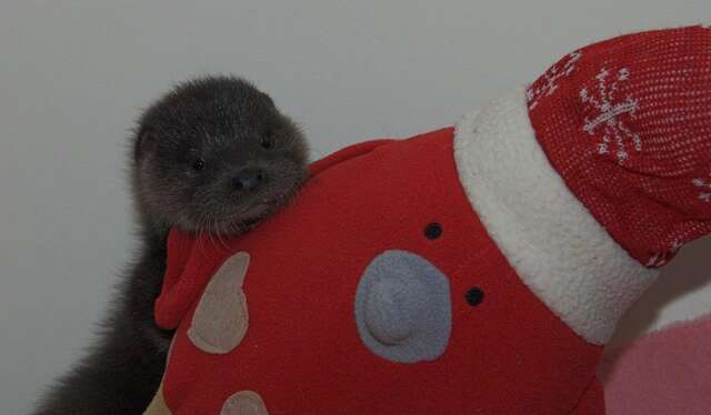Orphaned Baby Otter Gets A Stuffed Animal To Comfort Her The Dodo