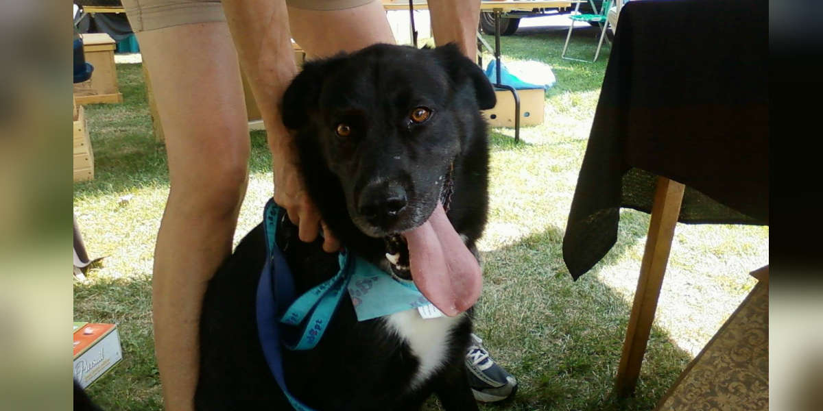 Senior Dog Nobody Wanted Has Spent Over 10 Years In A Shelter The Dodo