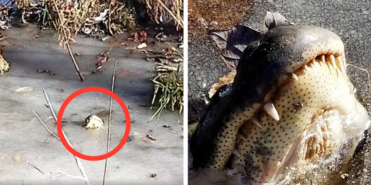 How Alligators Survive Freezing Winter Weather The Dodo