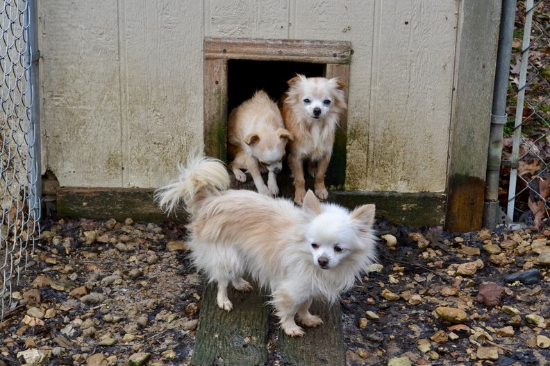 A Dozen Small Dogs Saved From Backyard Breeder In Tennessee The Dodo