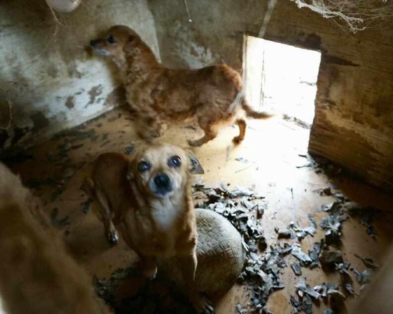A Dozen Small Dogs Saved From Backyard Breeder In Tennessee The Dodo