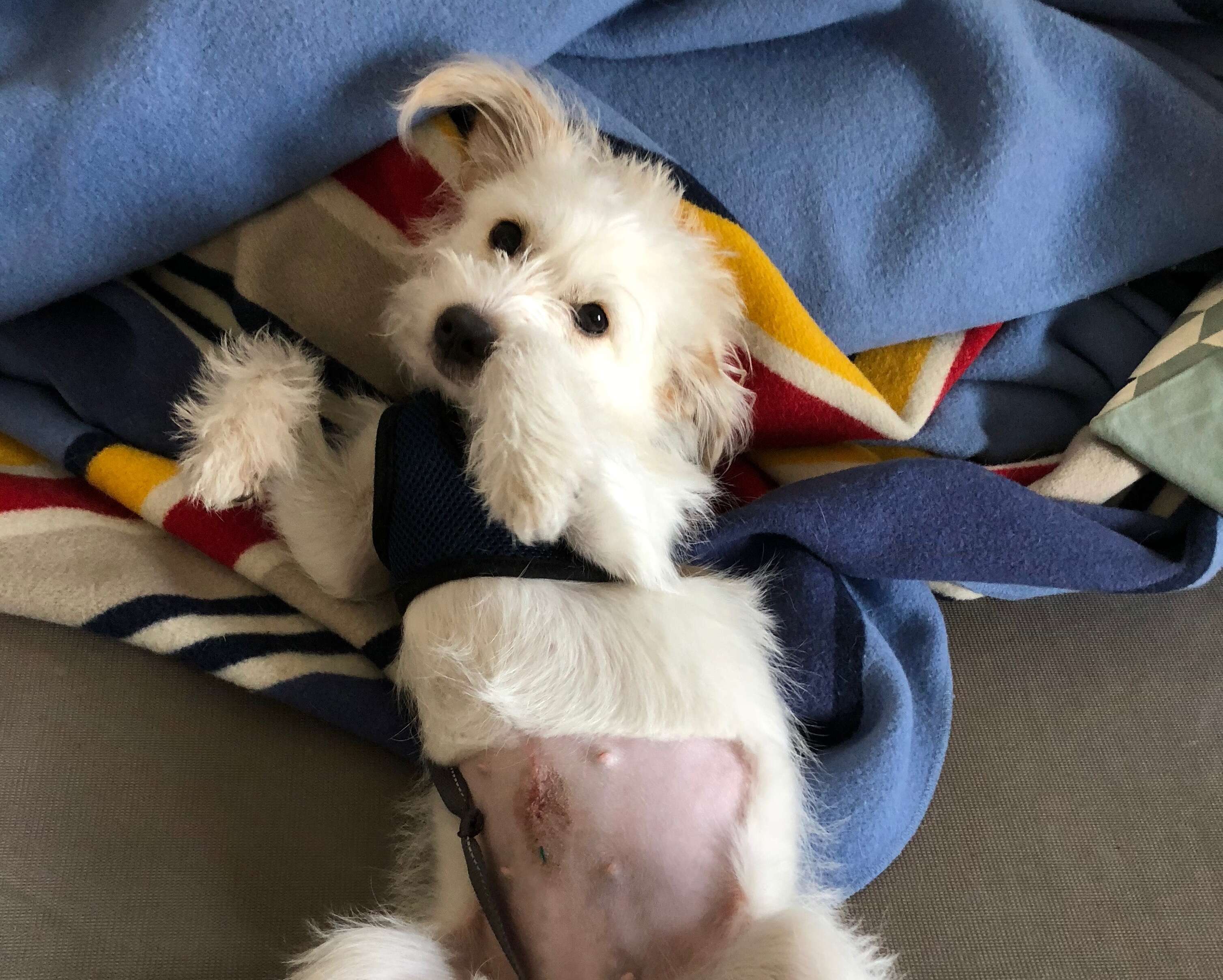 What to feed dog after neutering