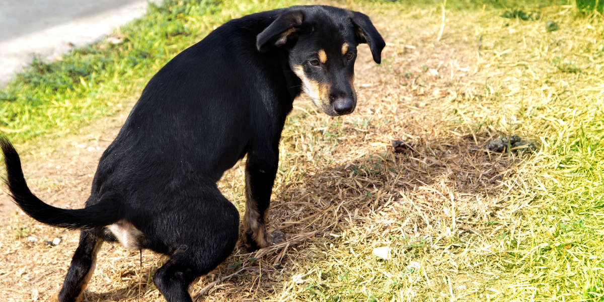 Is Dog Pee Killing My Grass? Ask The Dodo