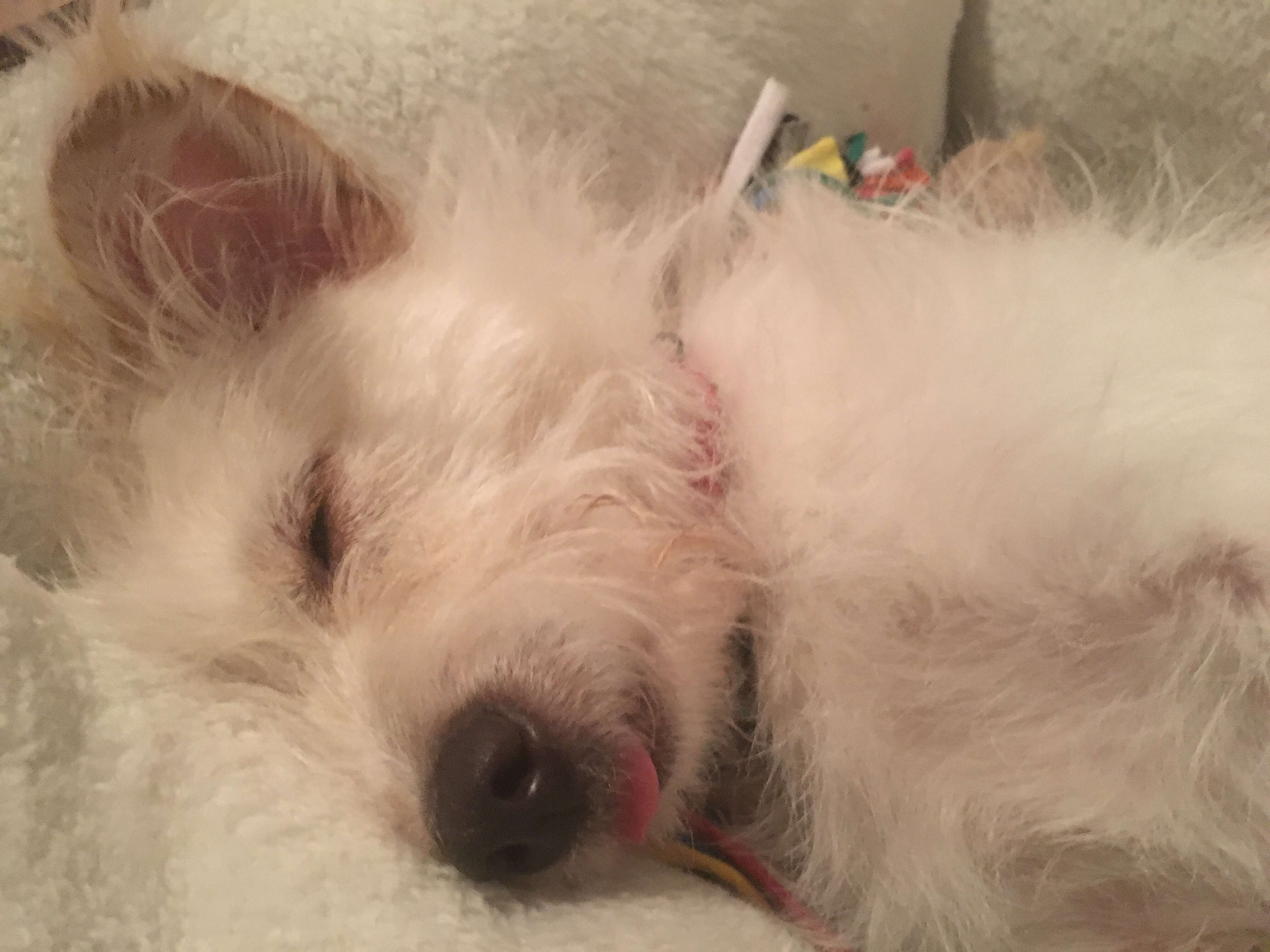 Dog Neutering Aftercare: What To Expect When Neutering Your Dog - The Dodo