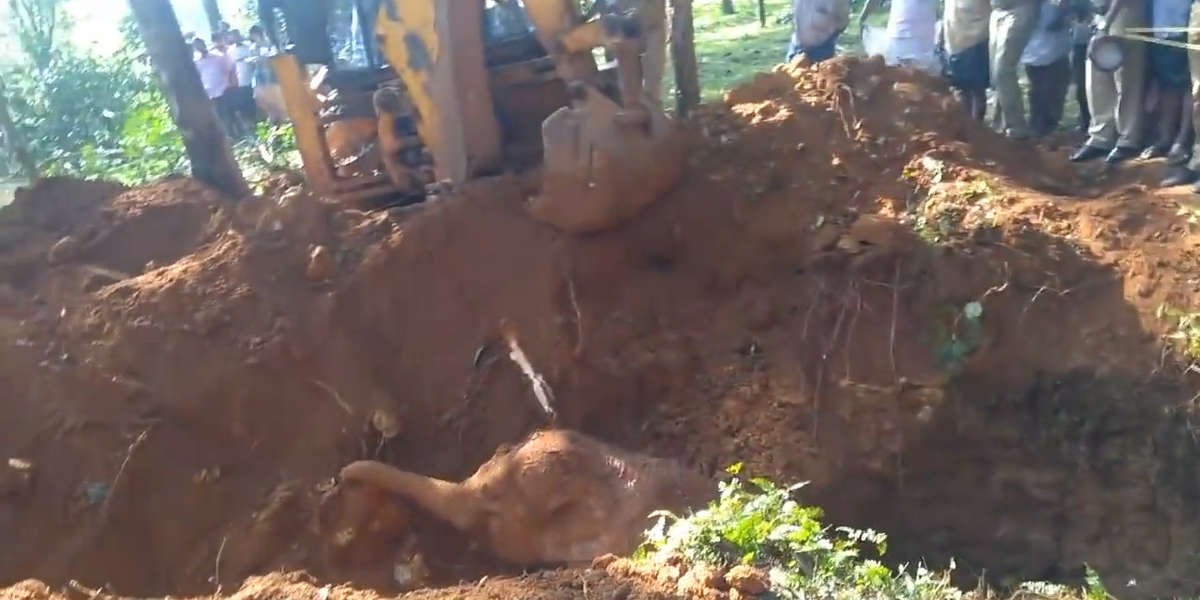 Baby Elephant Rescued From Hole With Excavator Videos The Dodo
