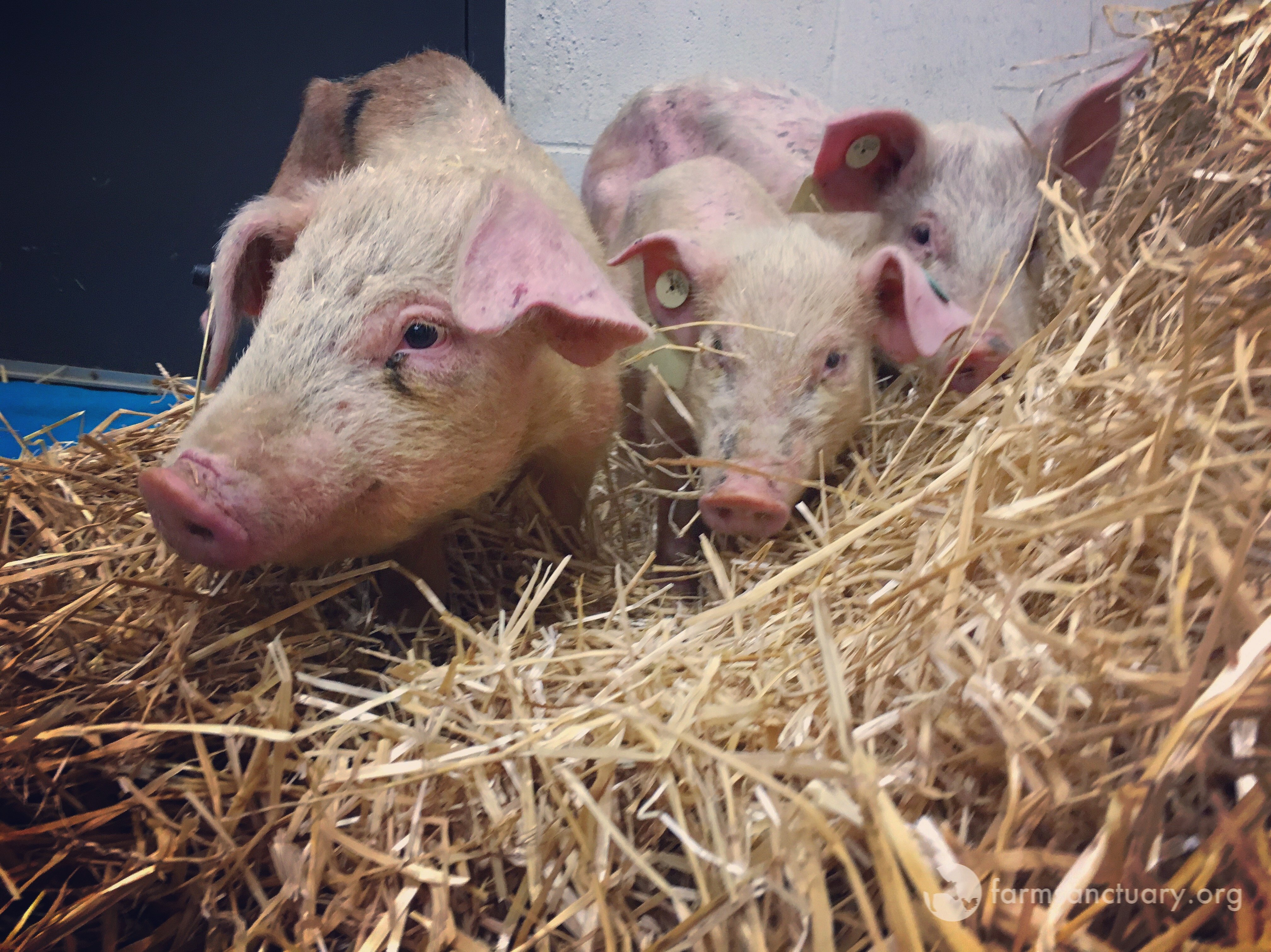84 Starving Pigs Rescued From Upstate New York Farm The Dodo