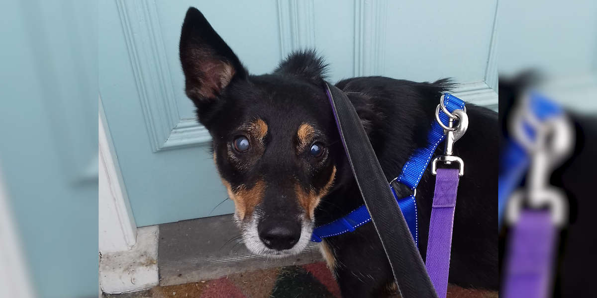 Blind Dog Has Been Waiting Years For A Real Home The Dodo