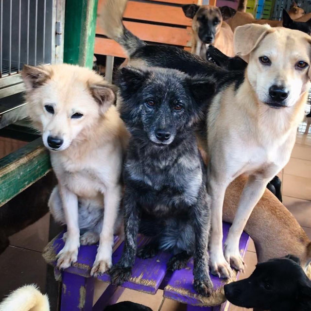 Taiwan Animal Shelter Cares For Over 3,000 Stray Dogs The Dodo