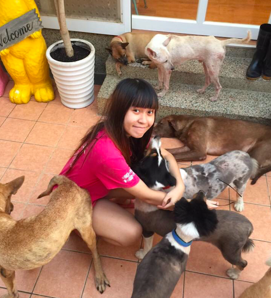 Taiwan Animal Shelter Cares For Over 3,000 Stray Dogs The Dodo