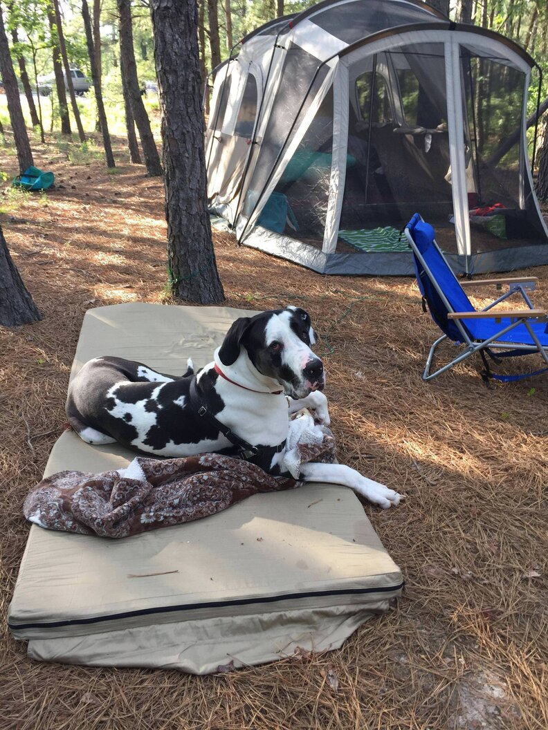 Great Dane Brings His Favorite Blanket Everywhere With Him The Dodo