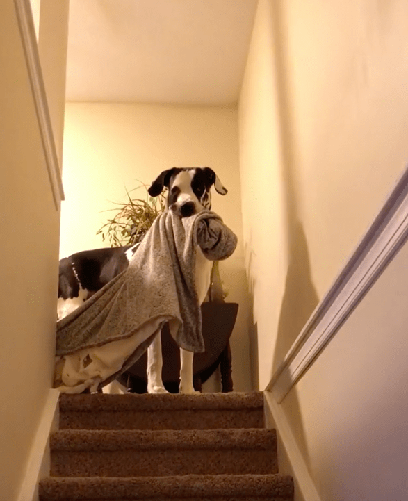 Great Dane Brings His Favorite Blanket Everywhere With Him The Dodo
