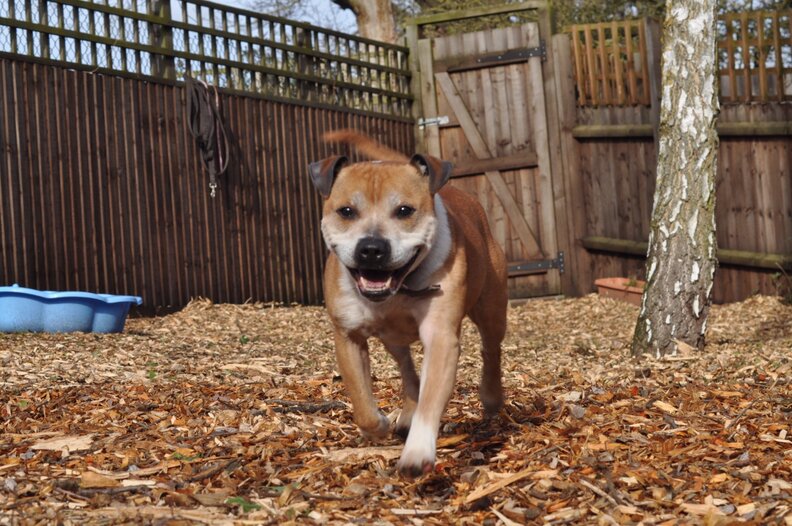 Dog Who Was Crated His Whole Life Finally Gets To Play The Dodo