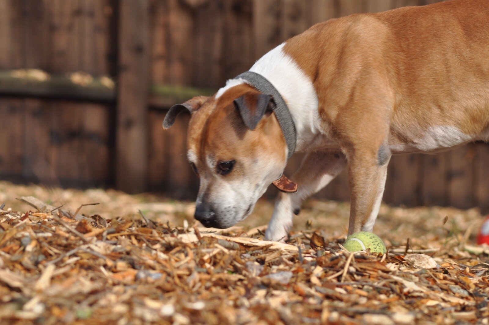 Dog Who Was Crated His Whole Life Finally Gets To Play The Dodo