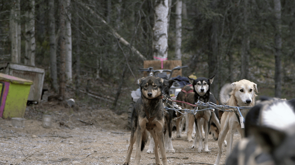 Iditarod Scandal Mushers Abuse And Kill Sled Dogs, Insiders Say The Dodo
