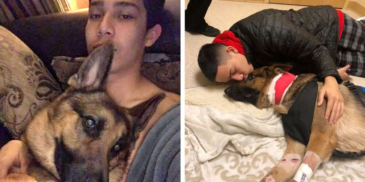 Are Burglars Afraid Of Dogs