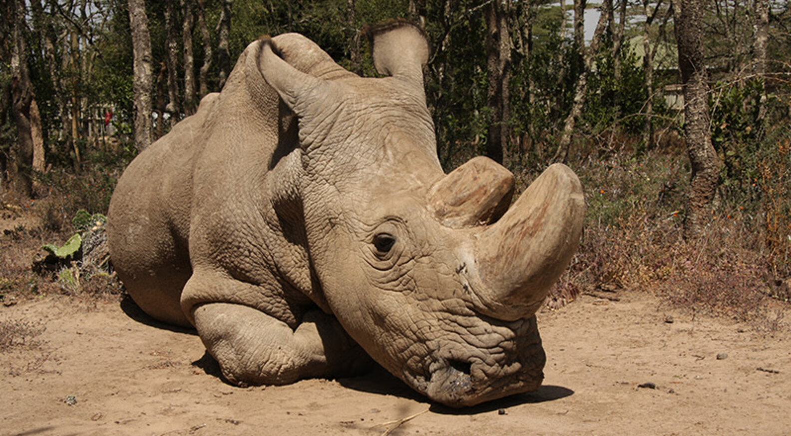 The Last Male Northern White Rhino On Earth Is Very Sick The Dodo