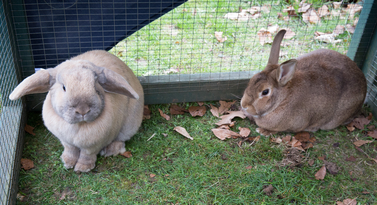 Bunny Couple Have Been Waiting Years For A Forever Home The Dodo