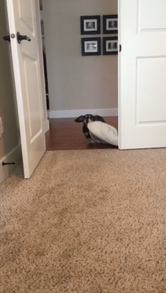 Dachshund Drags Her Dog Bed Into Whatever Room Her Family’s In The Dodo