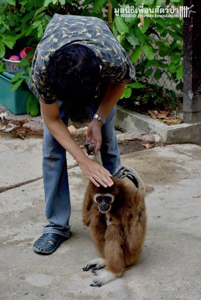 Gibbon Befriends Baby Macaque Monkey At Thailand Rescue Center The Dodo