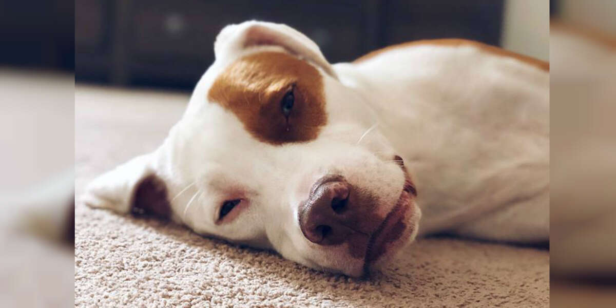 Can Puppies Suffocate Under Mom