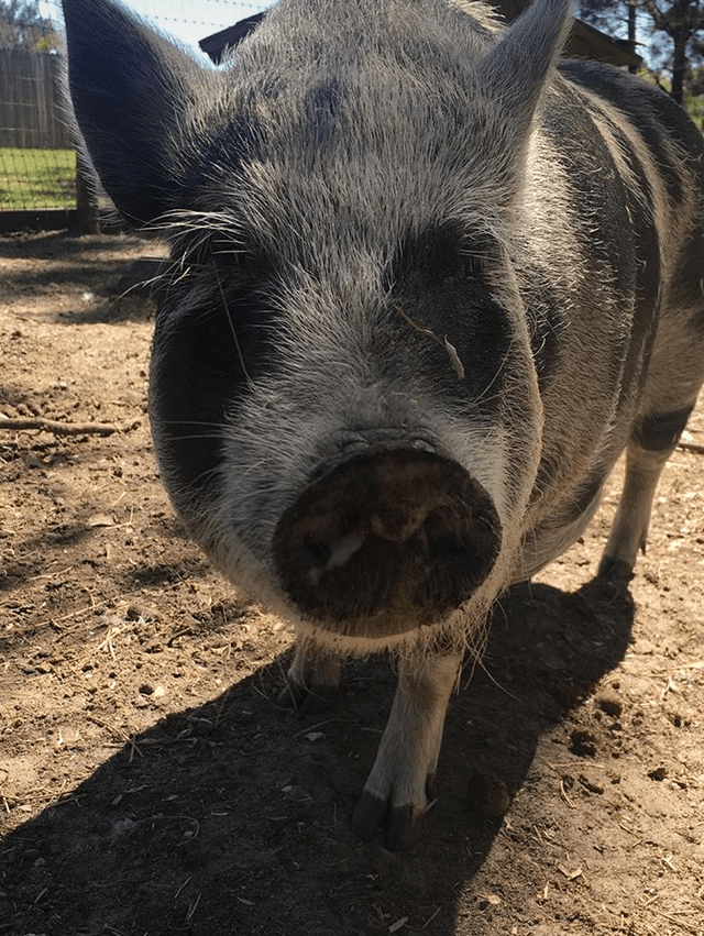 Pig Sold On Craigslist Surprises Rescuer With Piglets The Dodo