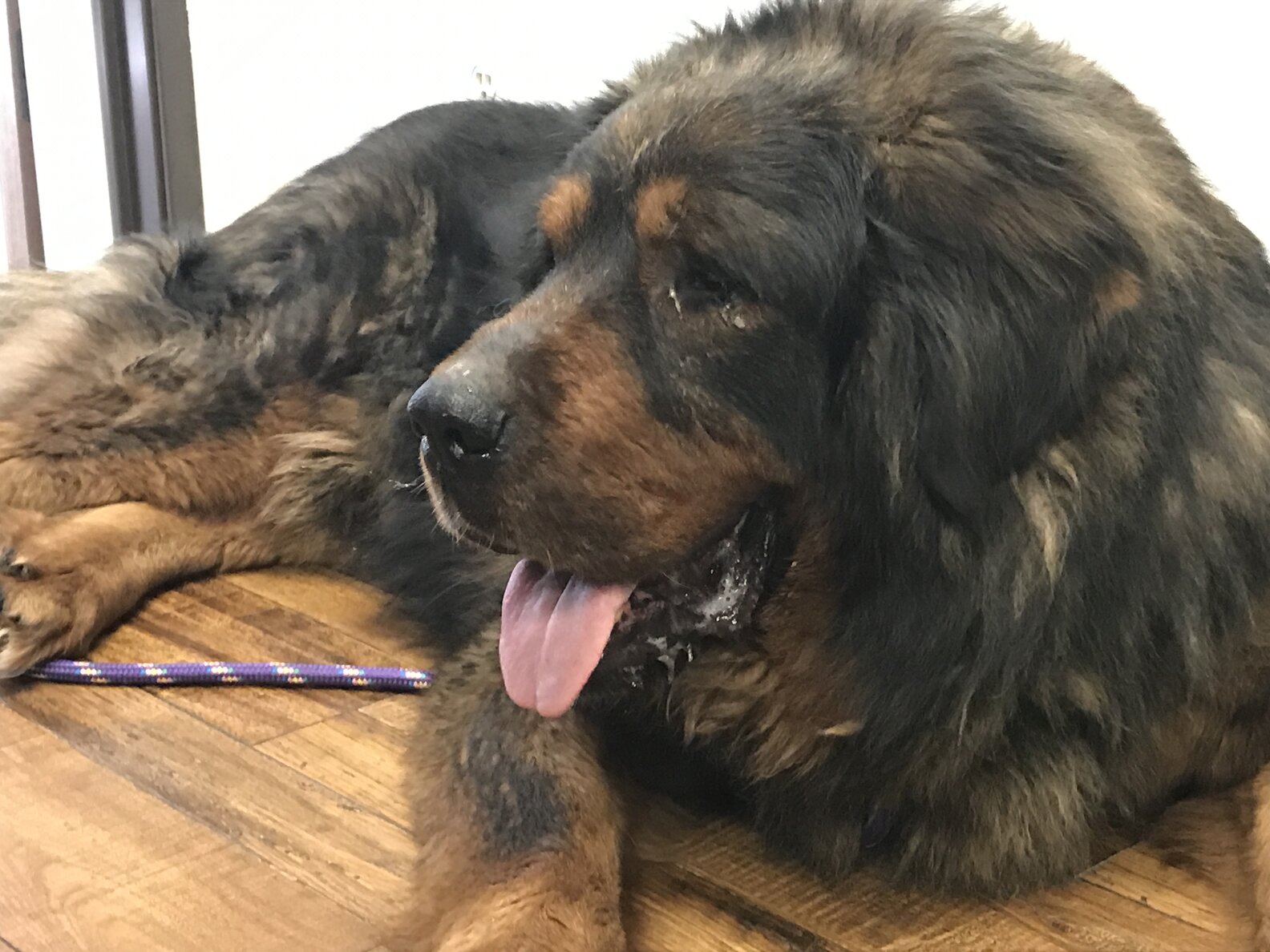 Tibetan Mastiff Rescued From Chinese Slaughterhouse Is Finally Safe