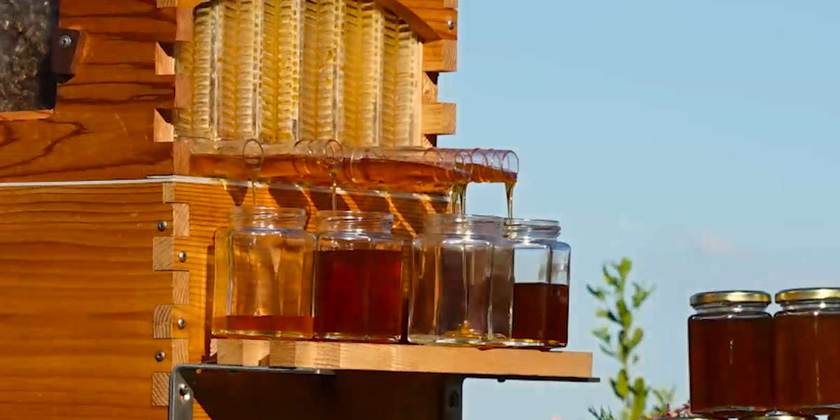 This Beehive Lets You Make Your Own Honey At Home Videos NowThis