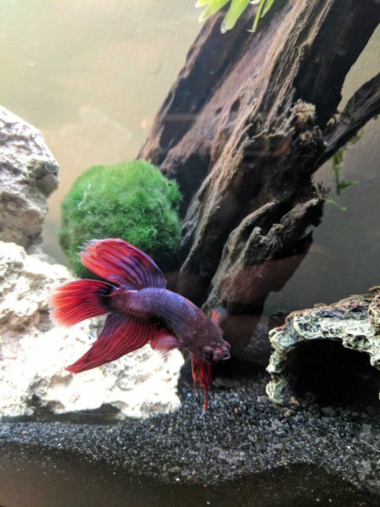 Dying Betta Fish Rescued From Walmart Makes A Stunning Transformation