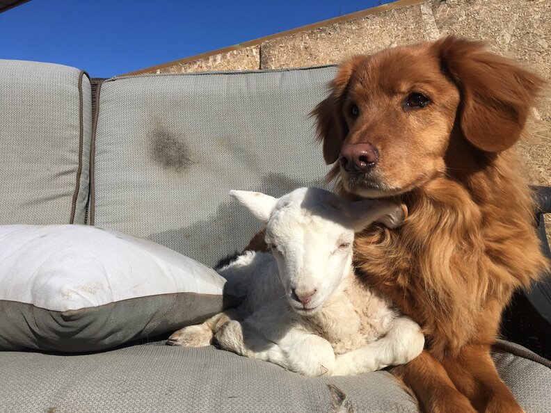 Sick Lamb Adopts Nova Scotia Retriever As His New Mom The Dodo