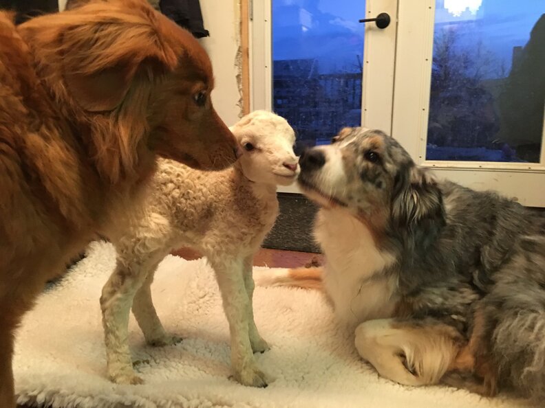 Sick Lamb Adopts Nova Scotia Retriever As His New Mom The Dodo