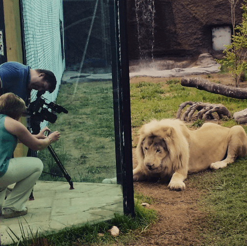 The Truth About The White Lion Playing With Toddler At Zoo The Dodo